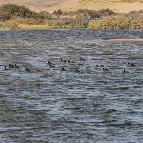 FB_IMG_1731936591640