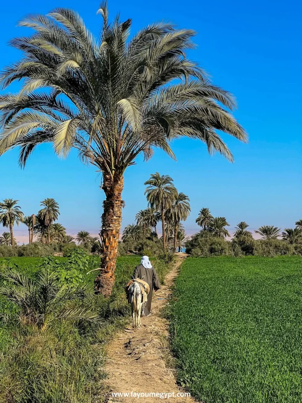 Tour Tour Program in Tunis Village - Image 16