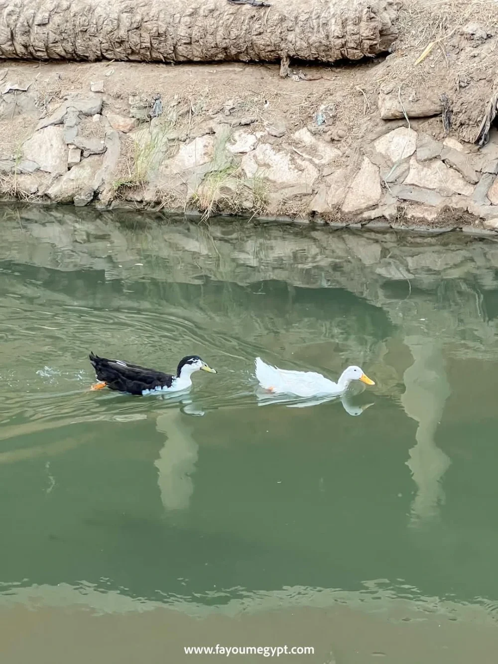 Tour Tour Program in Tunis Village - Image 14