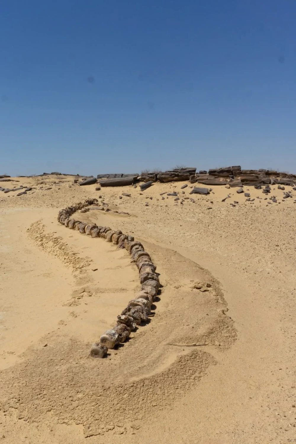 Safari trip to Karun Reserve - Image 15