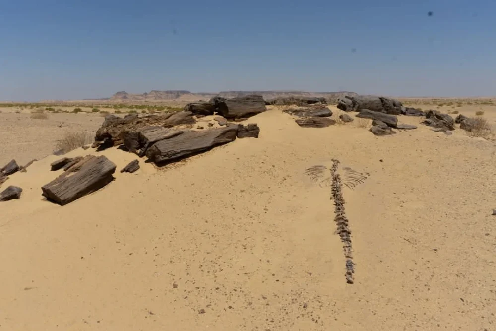 Safari trip to Karun Reserve - Image 7